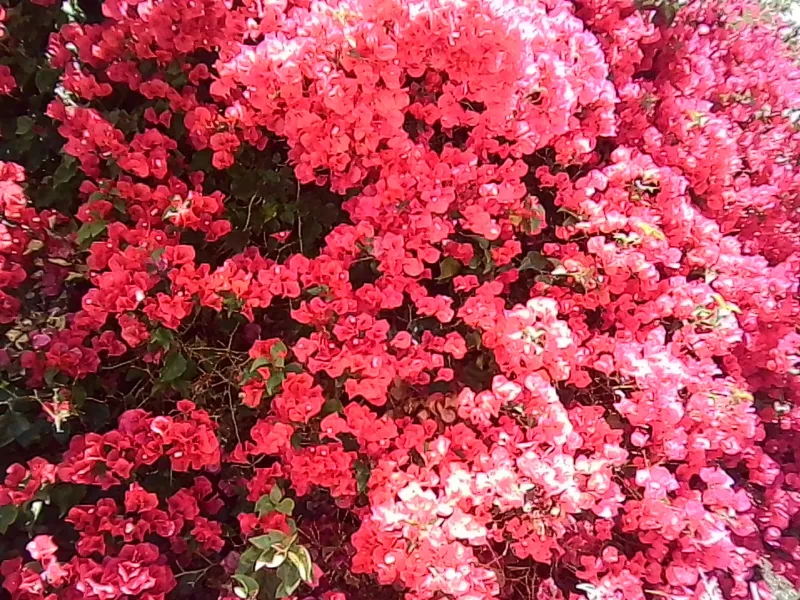 PICT0045.jpg