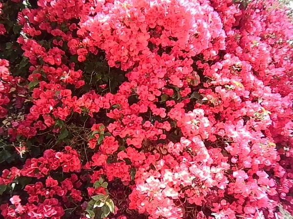 PICT0045.jpg